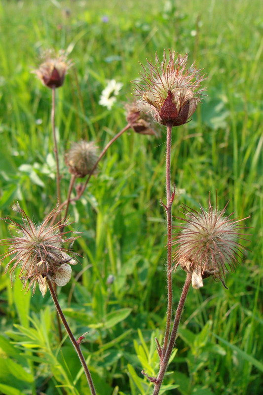 Image of Geum rivale specimen.