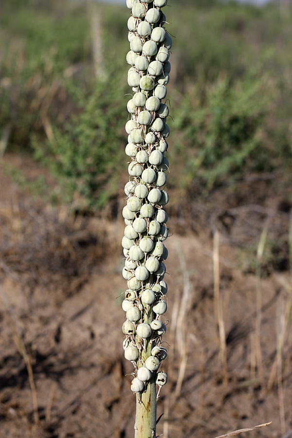 Изображение особи Eremurus inderiensis.