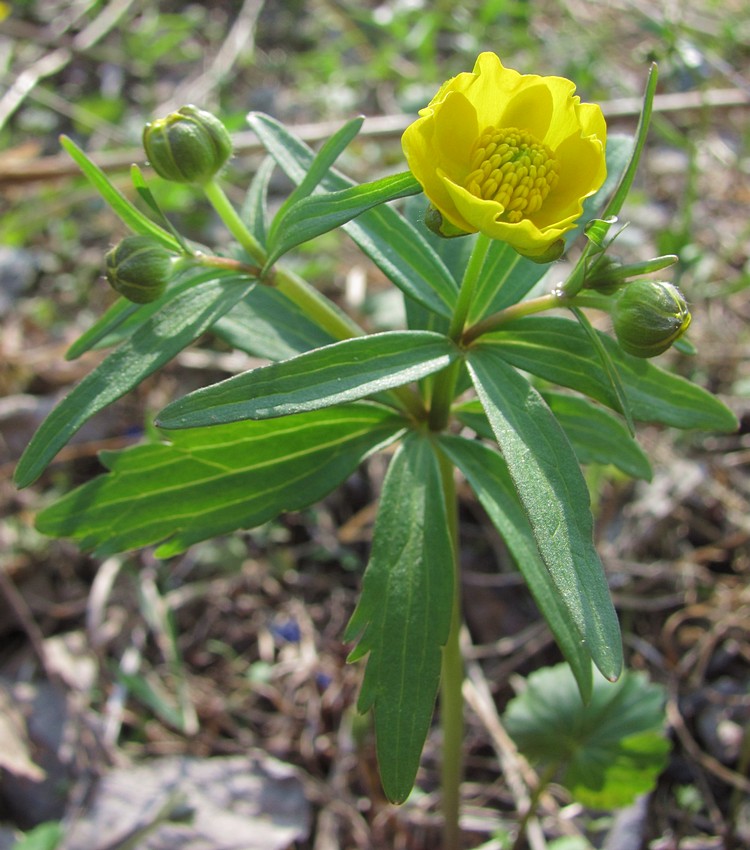 Image of Ranunculus conspicuus specimen.