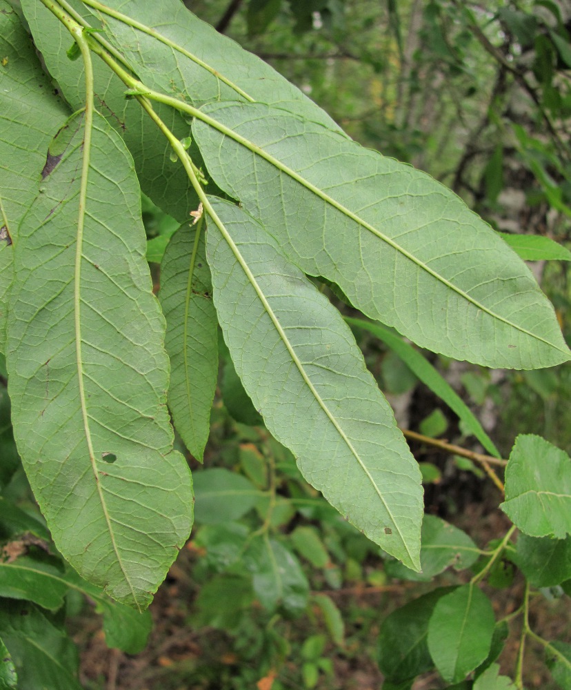 Image of Salix &times; tetrapla specimen.