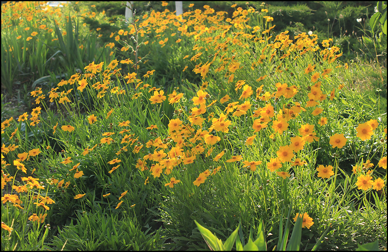 Image of Coreopsis grandiflora specimen.