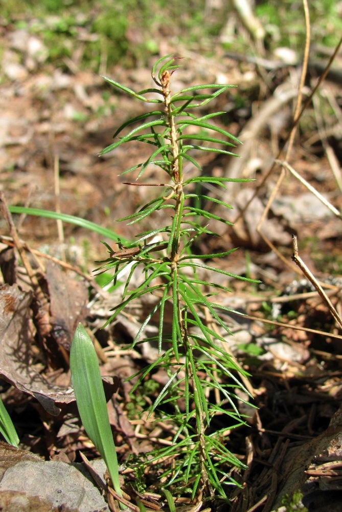 Изображение особи Picea obovata.