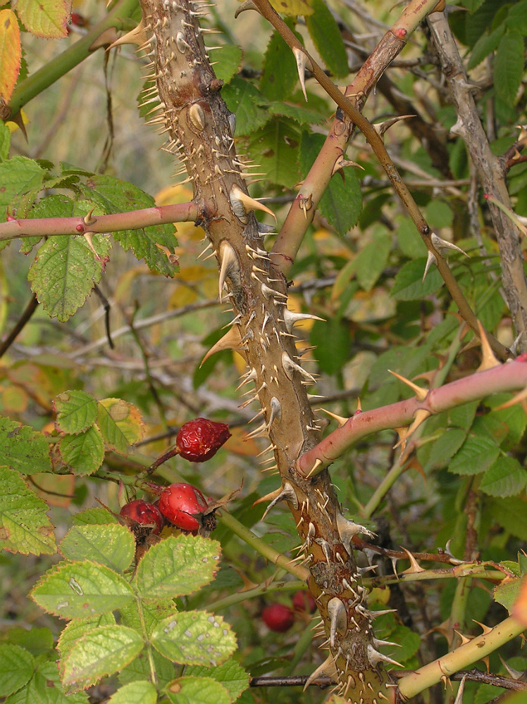 Изображение особи Rosa rubiginosa.