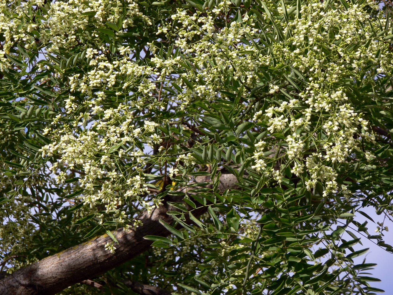 Image of Styphnolobium japonicum specimen.