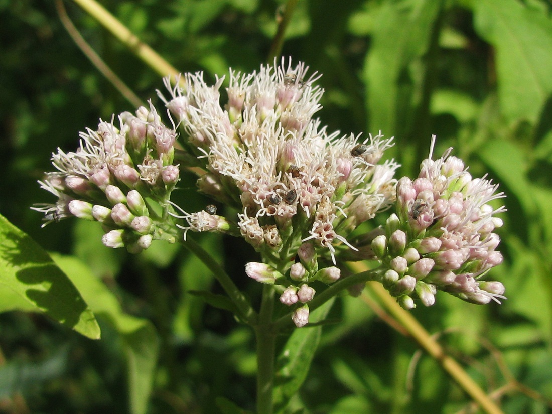 Image of Eupatorium cannabinum specimen.