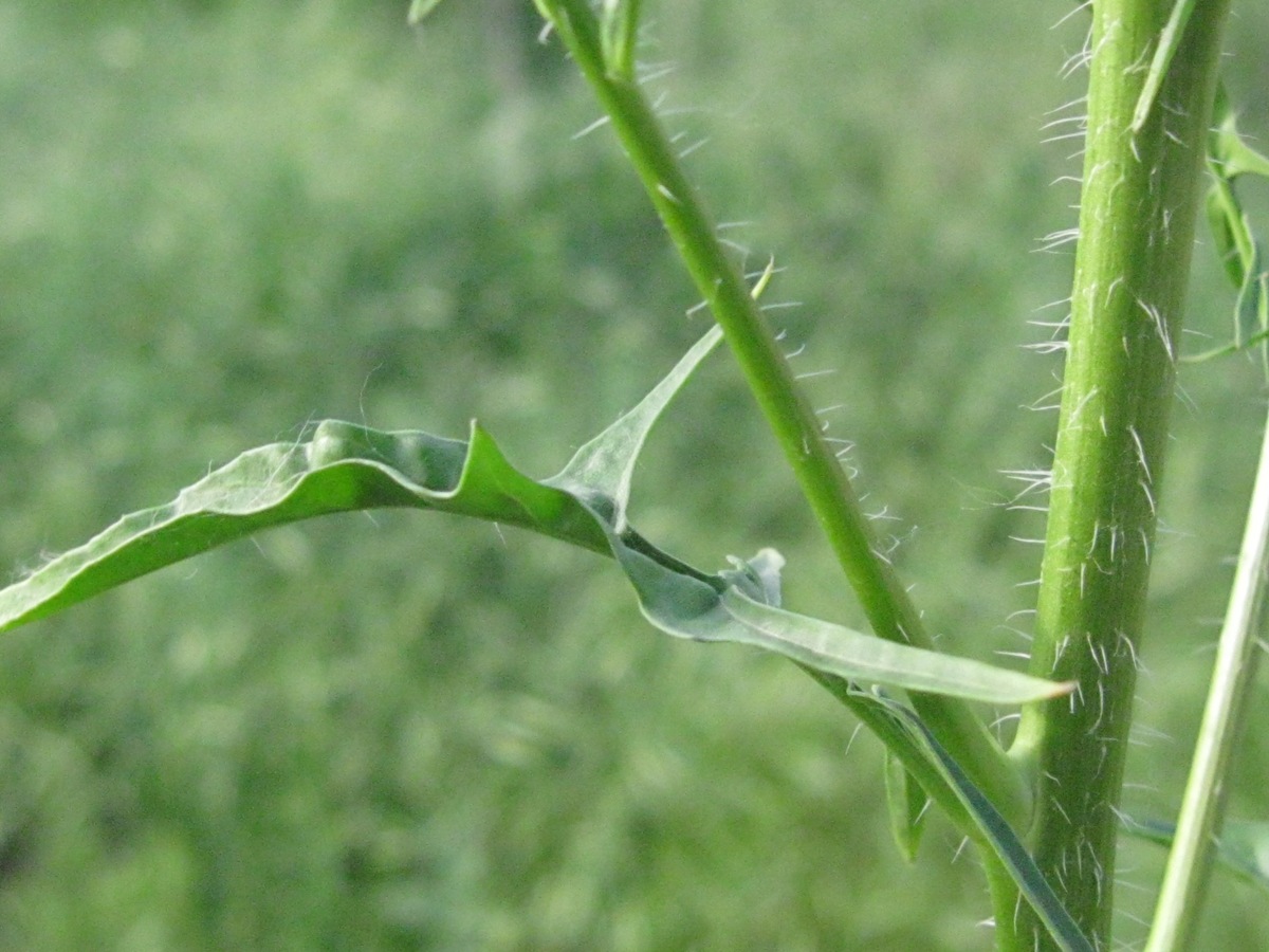 Image of Sisymbrium loeselii specimen.