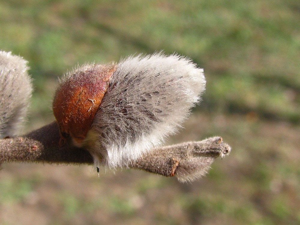 Изображение особи Salix latifolia.