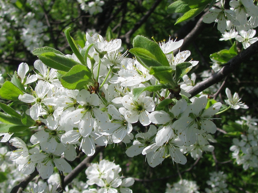 Image of Prunus spinosa specimen.