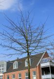 Quercus palustris. Покоящееся молодое дерево. Германия, г. Кемпен, в озеленении улицы. 22.03.2013.