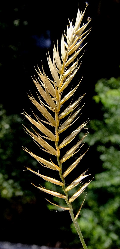 Image of Agropyron pectinatum specimen.