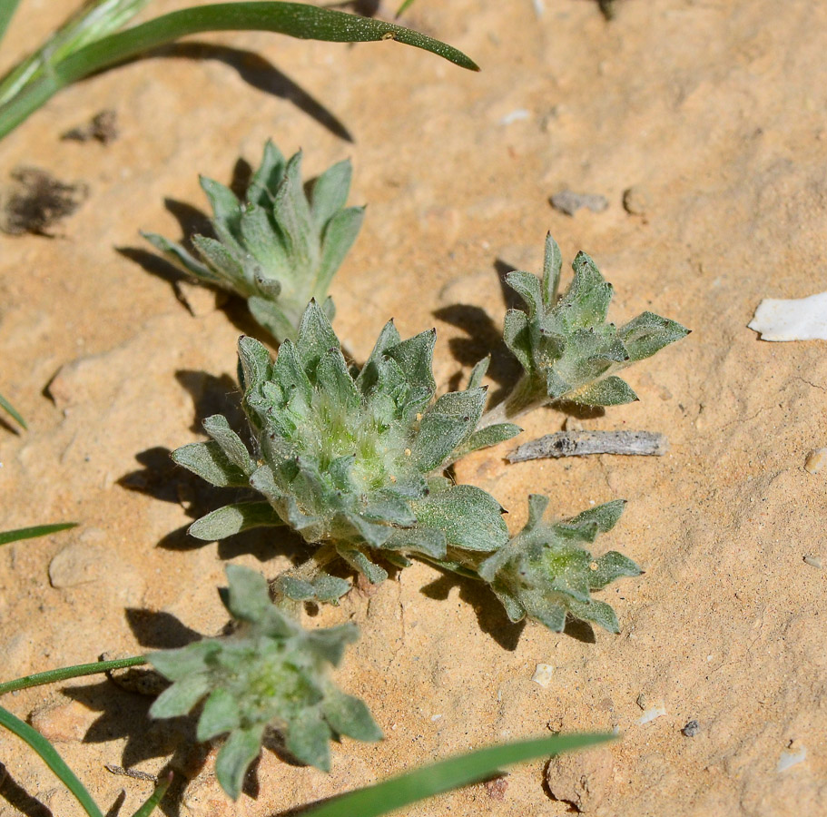 Image of Filago desertorum specimen.