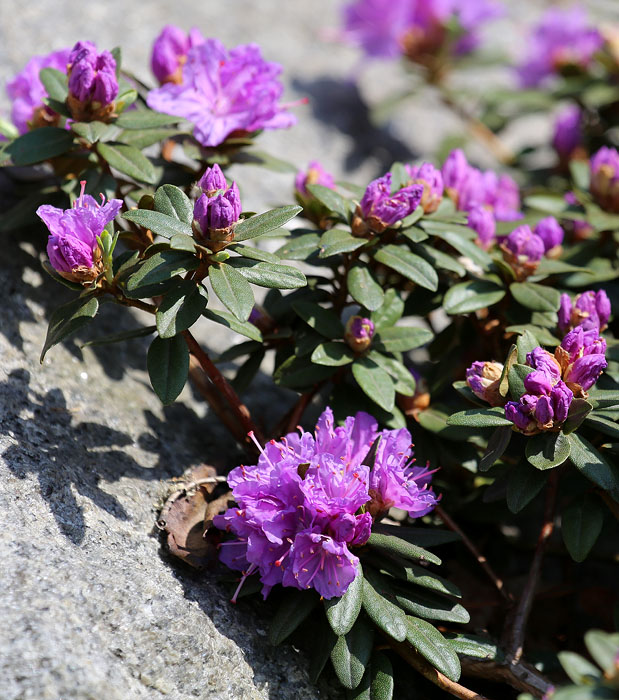 Image of genus Rhododendron specimen.