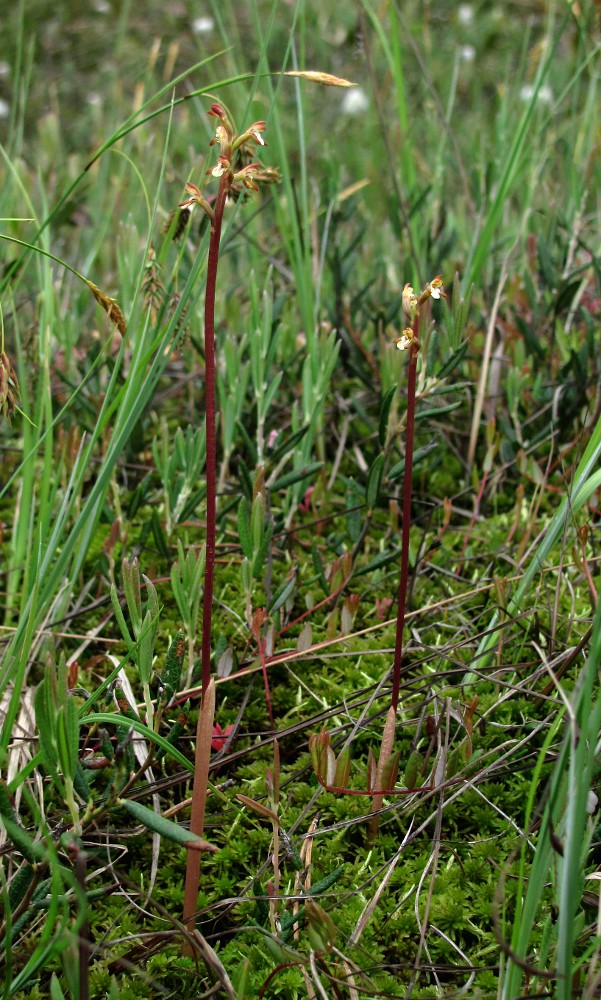 Изображение особи Corallorhiza trifida.