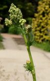 Thalictrum lucidum. Верхняя часть побега с развивающимися соцветиями. Германия, г. Krefeld, Ботанический сад. 08.06.2013.