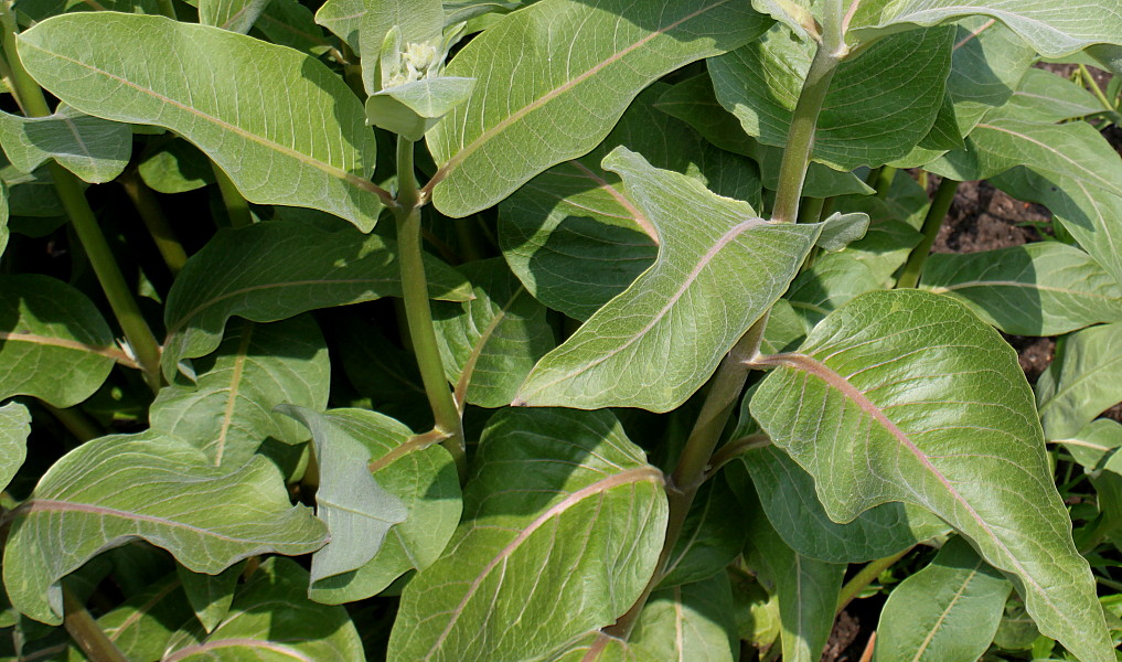 Image of Asclepias speciosa specimen.