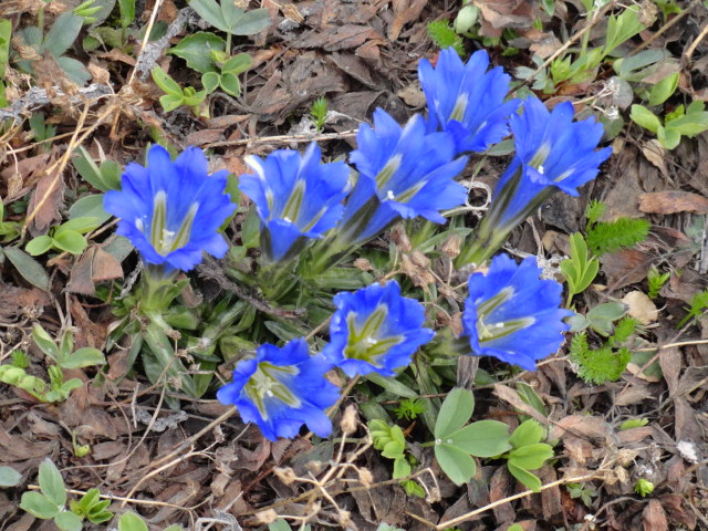 Image of Gentiana grandiflora specimen.