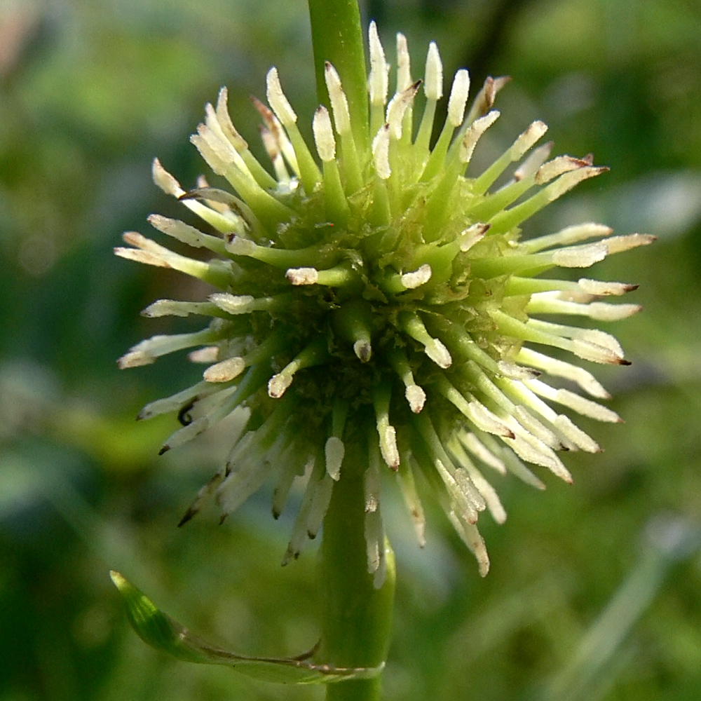 Image of Sparganium emersum specimen.