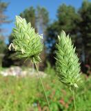 Phalaris canariensis. Соцветия. Архангельская обл., Холмогорский р-н, окр. пос. Усть-Пинега, свалка. 28.08.2013.