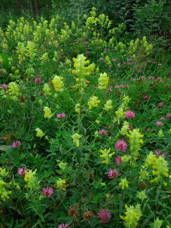 Image of genus Rhinanthus specimen.