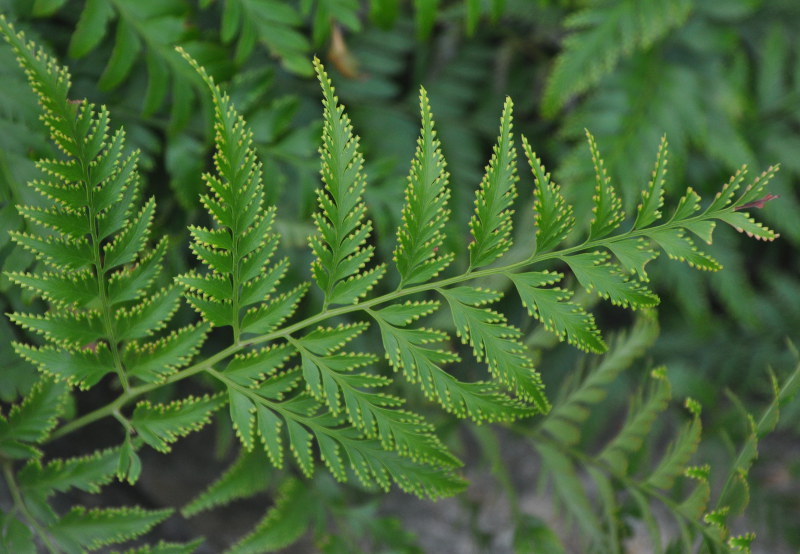 Image of Davallia denticulata specimen.