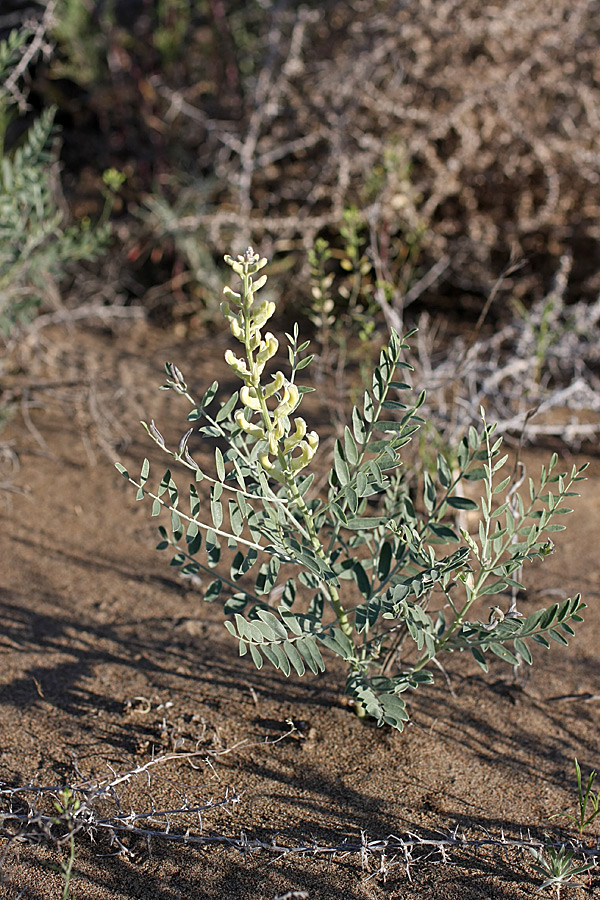 Изображение особи Goebelia pachycarpa.