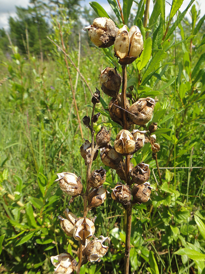 Image of Pedicularis sceptrum-carolinum specimen.