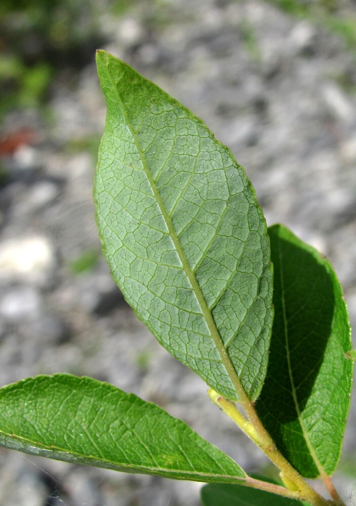 Image of Salix myrsinifolia specimen.