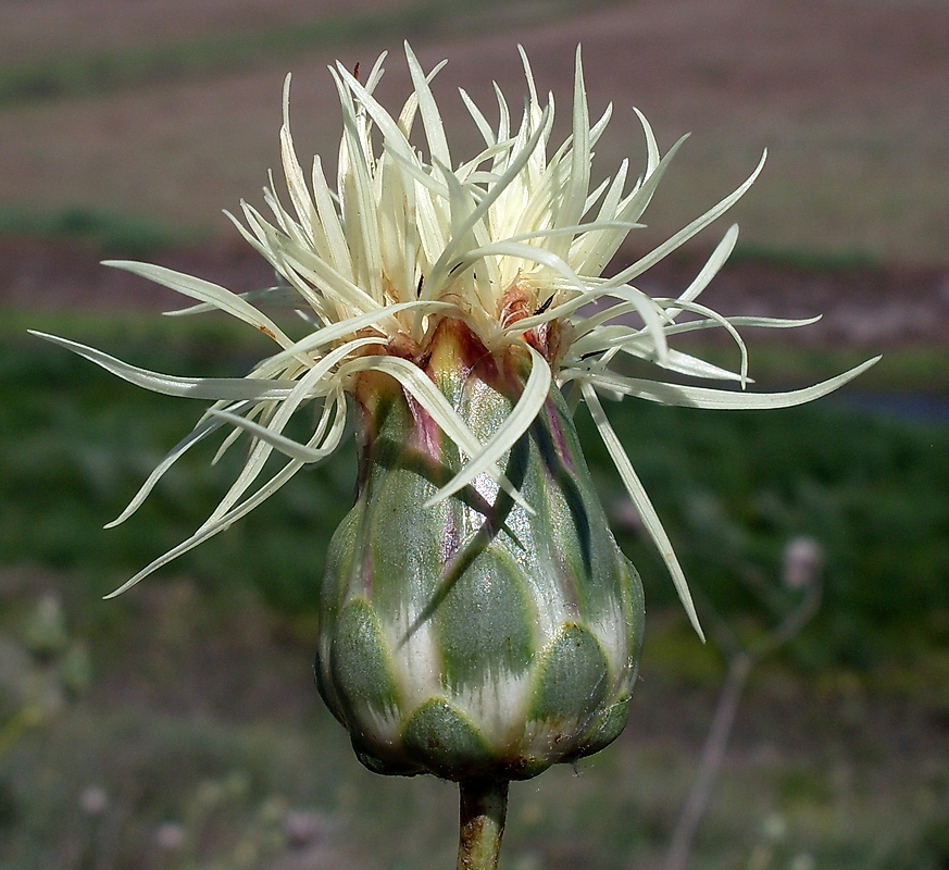 Изображение особи Rhaponticoides ruthenica.