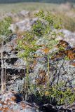 Euphorbia jaxartica. Плодоносящие растения. Южный Казахстан, южное обрамление перевала Чокпак. 23.06.2013.
