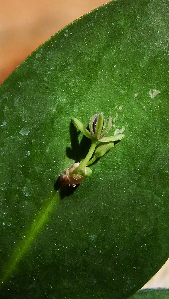 Image of Ruscus aculeatus specimen.