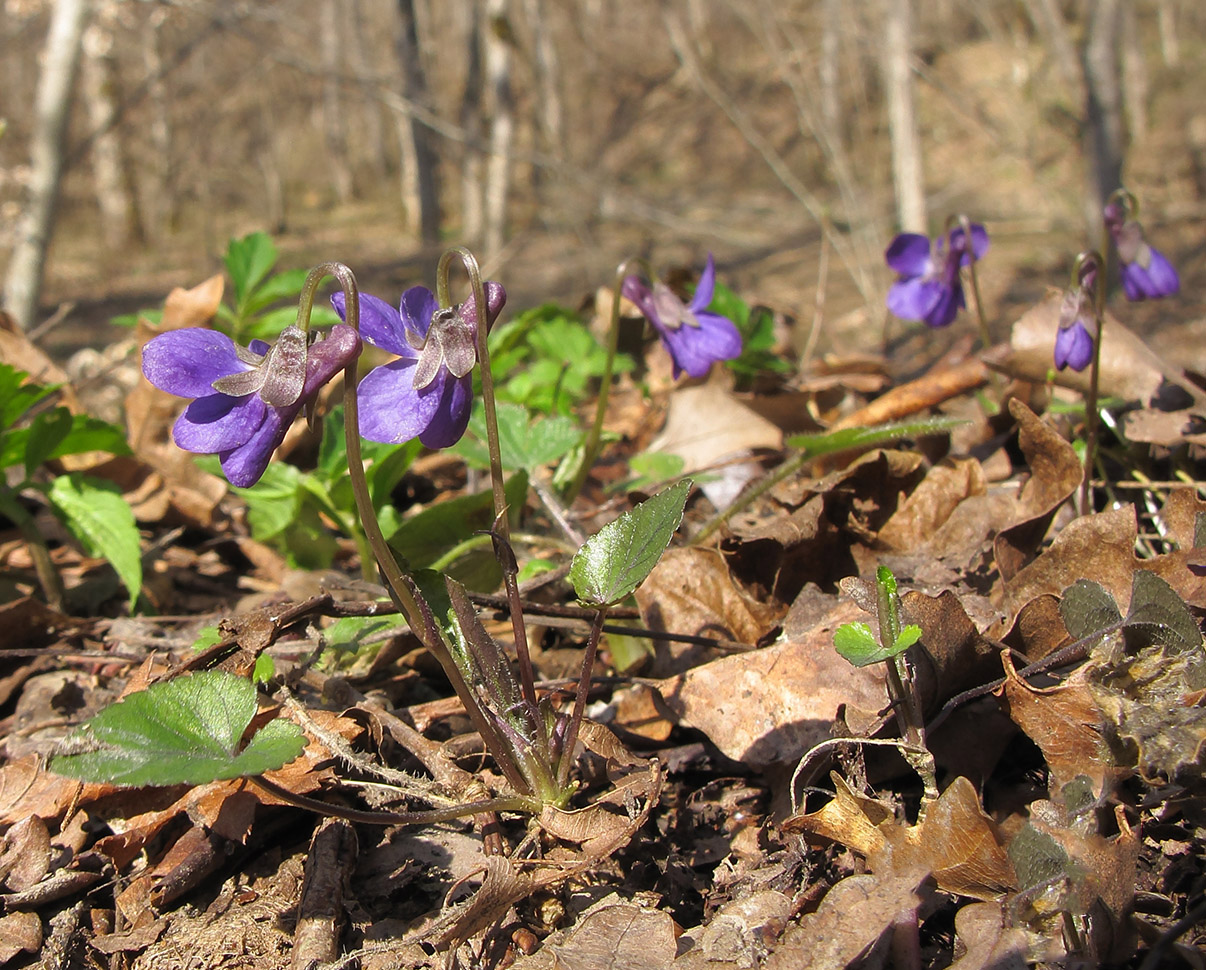 Изображение особи Viola dehnhardtii.