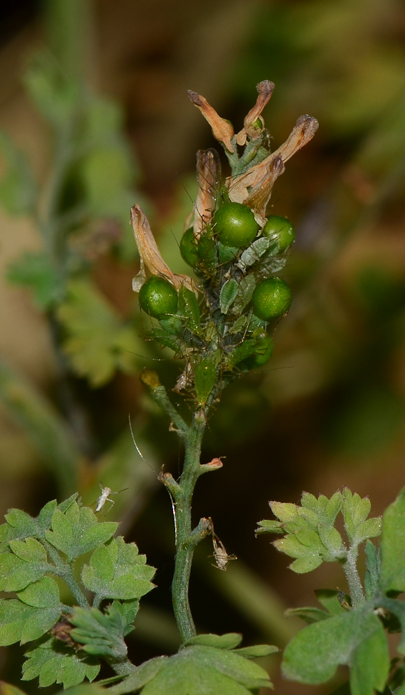 Image of Fumaria capreolata specimen.