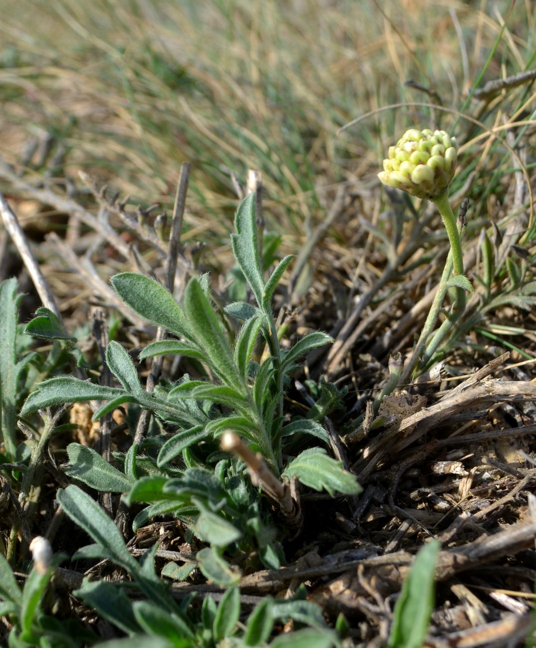 Изображение особи Cephalaria uralensis.