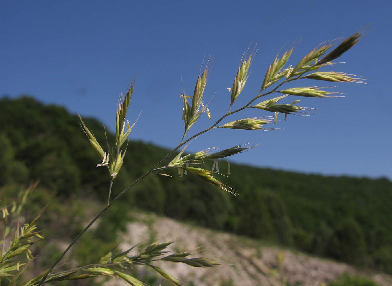 Image of genus Festuca specimen.