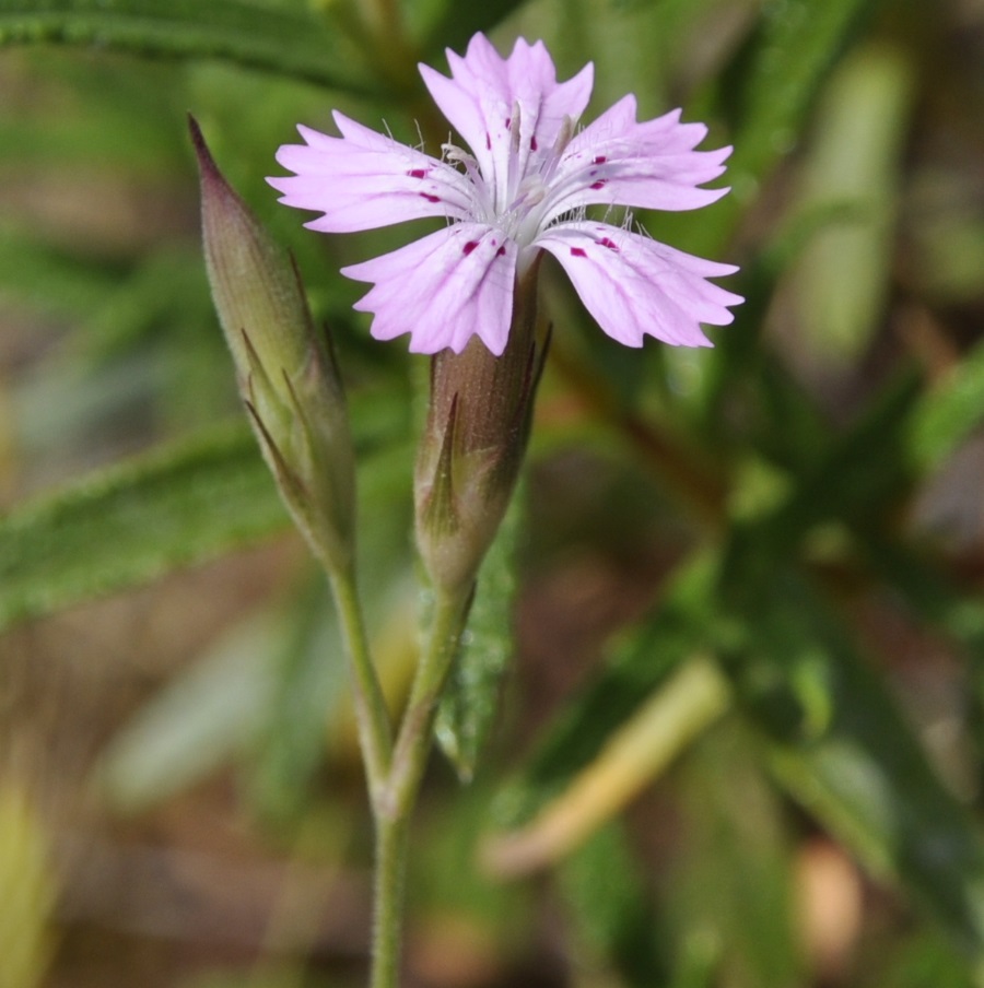 Изображение особи Dianthus tenuiflorus.