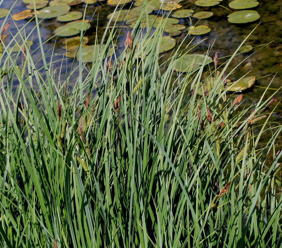 Image of Carex acutiformis specimen.