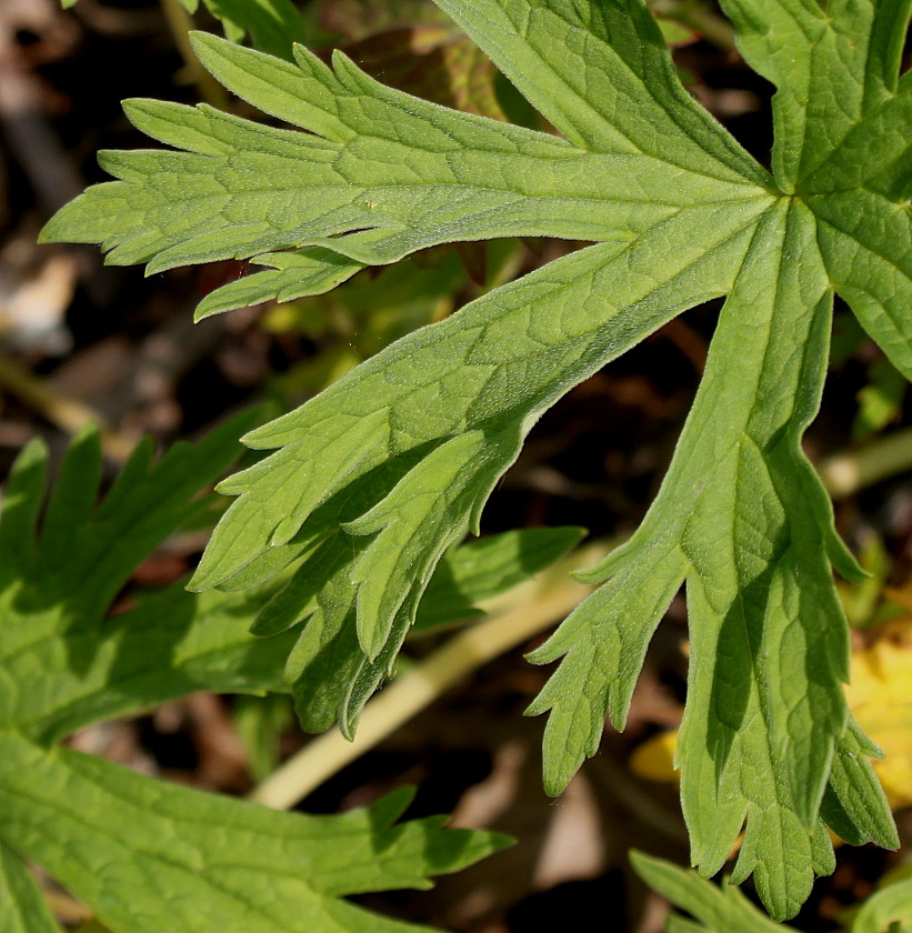 Изображение особи Geranium pratense.