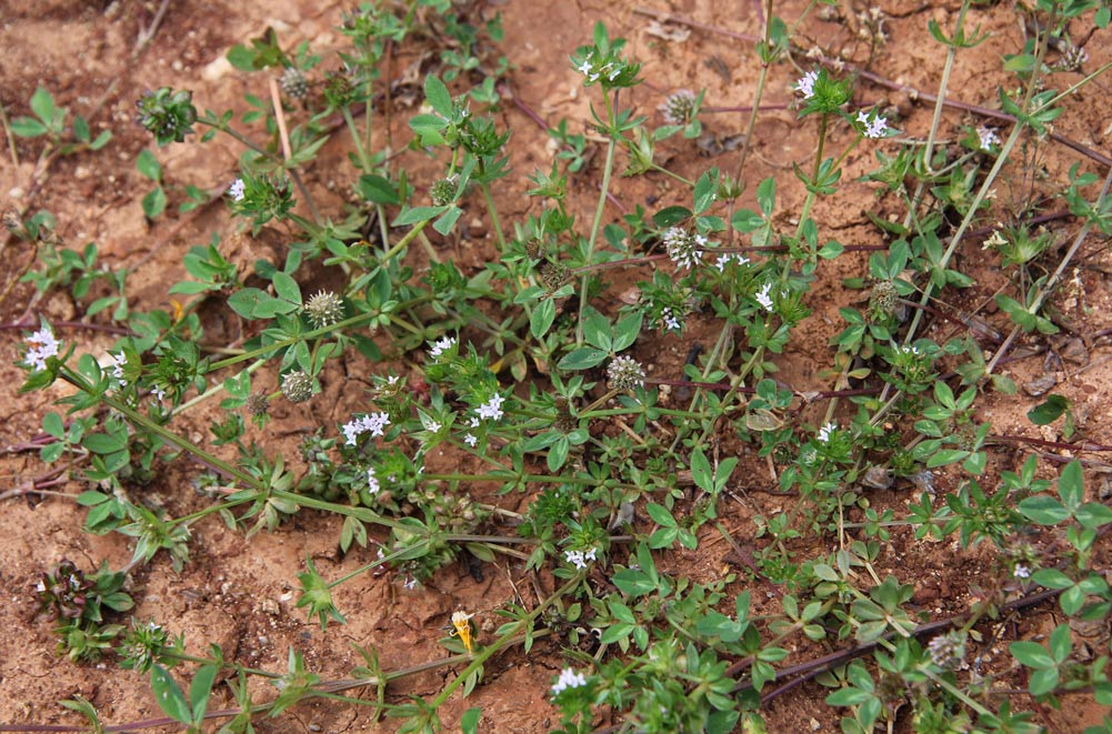 Image of Sherardia arvensis specimen.