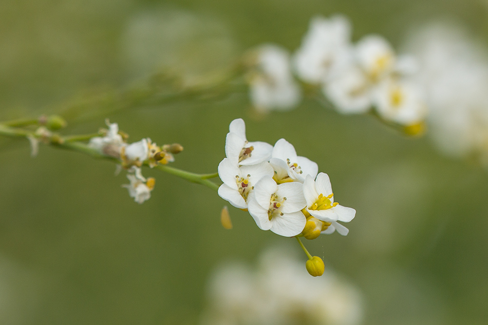 Image of Crambe koktebelica specimen.