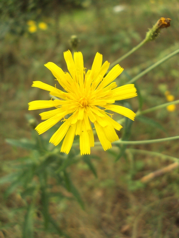 Изображение особи Hieracium umbellatum.