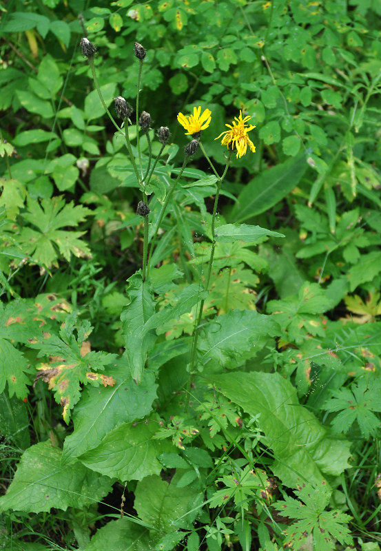 Image of Crepis sibirica specimen.