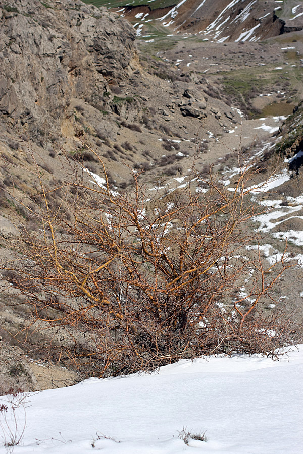 Image of Crataegus turkestanica specimen.