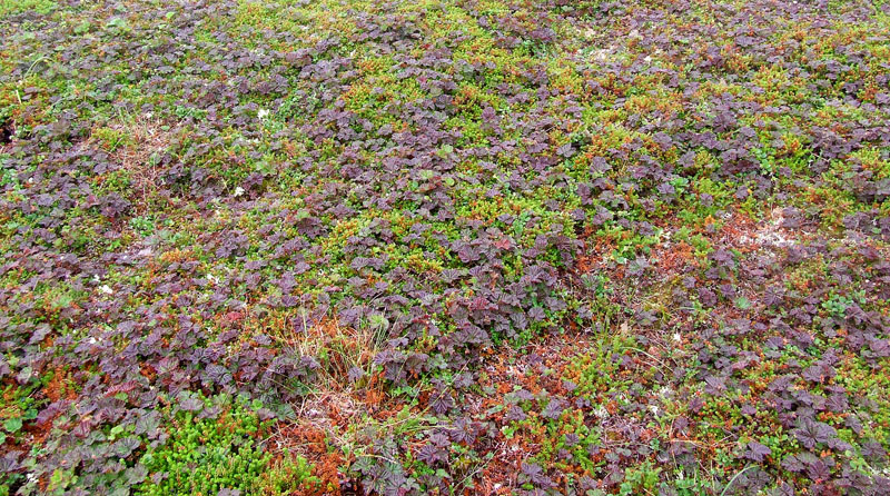 Изображение особи Rubus chamaemorus.