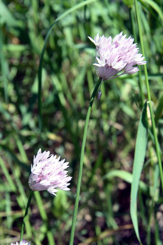 Image of Allium umbilicatum specimen.