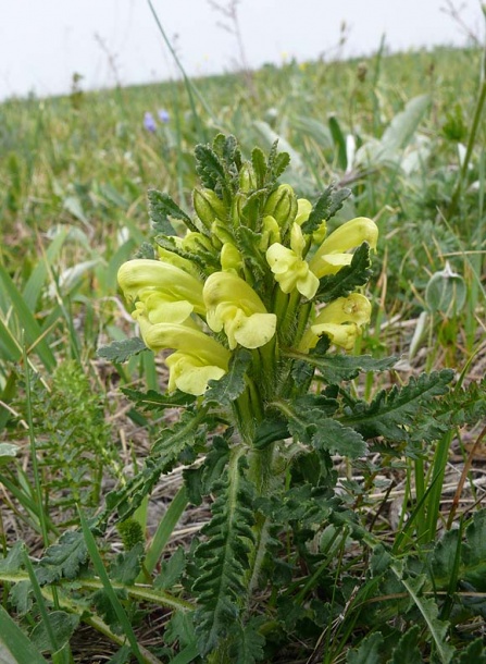 Image of Pedicularis sibthorpii specimen.