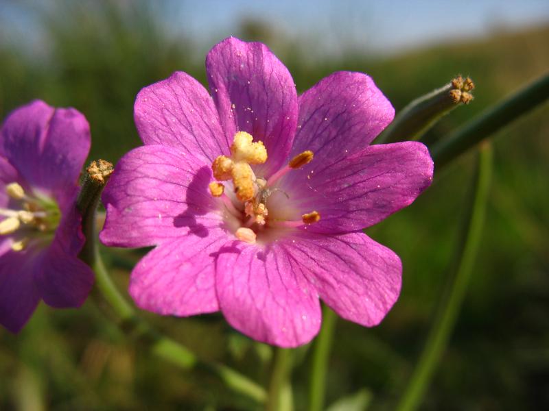 Изображение особи Epilobium hirsutum.