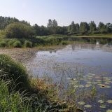 Sagittaria sagittifolia. Заросли в воде около берега. Ленинградская обл., Лужский р-н, окр. дер. Кемка, старица р. Луга.