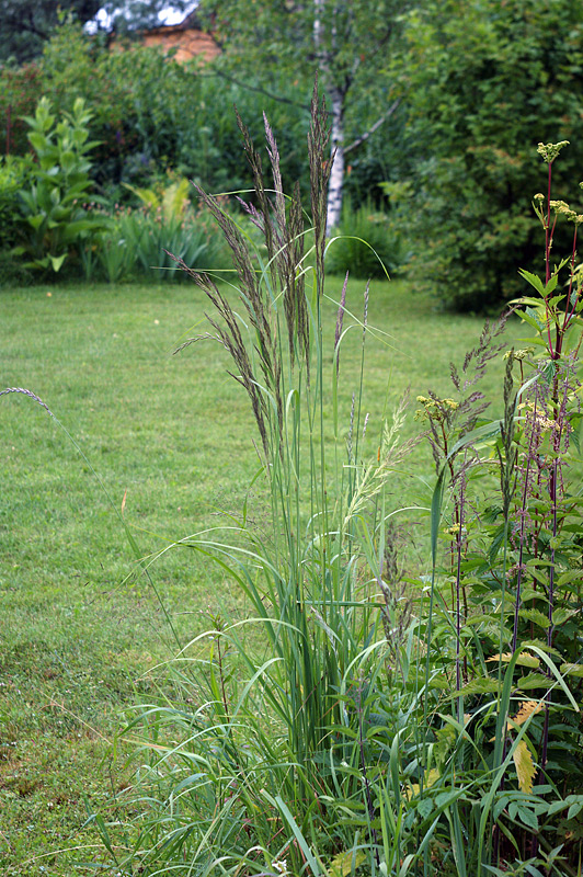 Изображение особи Calamagrostis epigeios.