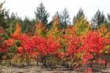 Populus tremula