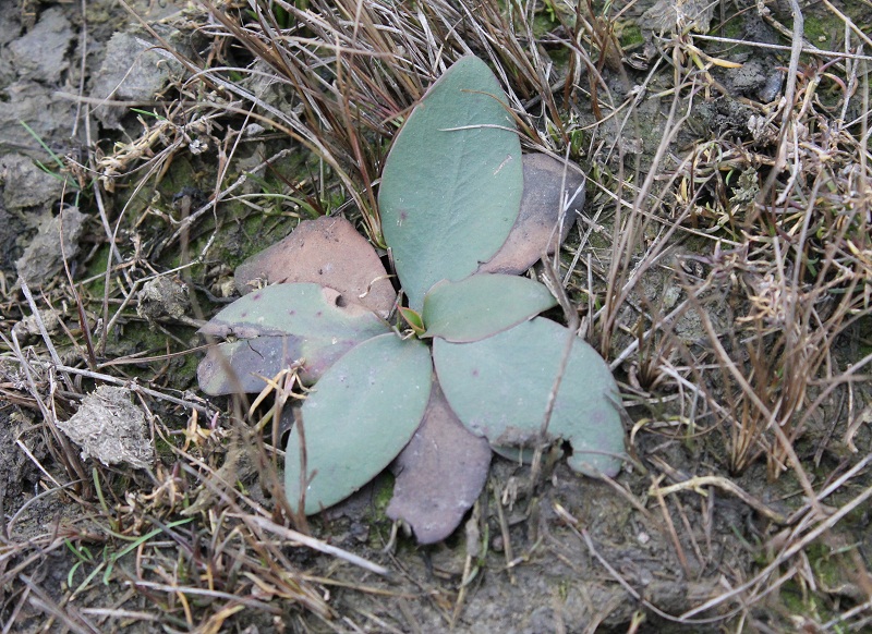 Image of Limonium hypanicum specimen.